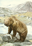 Carnet Animaux sauvages d'Amérique du Nord